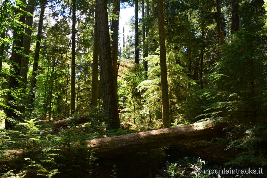 Cathedral Grove- Vancouver Island - Canada