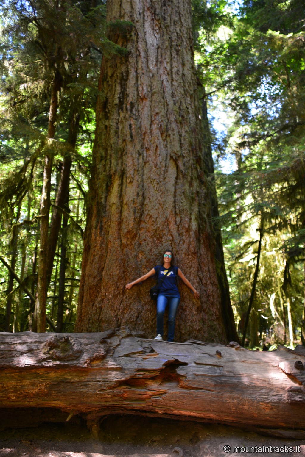 Cathedral Grove- Vancouver Island - Canada
