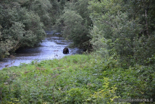 Black bear at fish creek