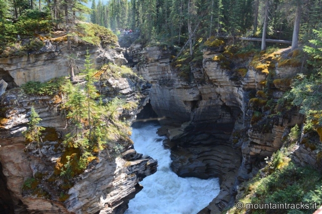 Athabasca Falls @ Jasper