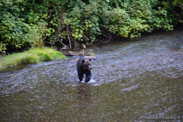 Black bear at fish creek